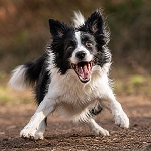 Border Collie très excité