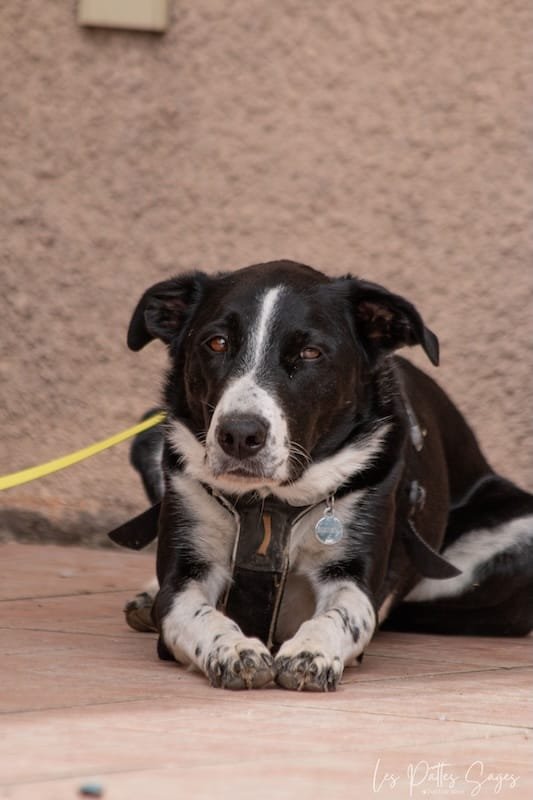Le Nosework améliore-t-il réellement le bien-être des chiens?